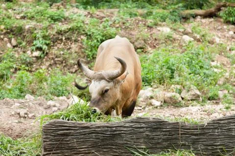 Gaur feeding grass. Stock Photos