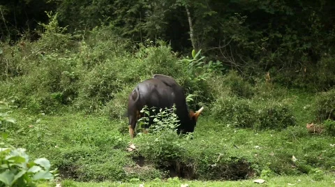 Gaur Stock Footage 642499