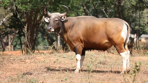 Gaur Stock Footage 33840194