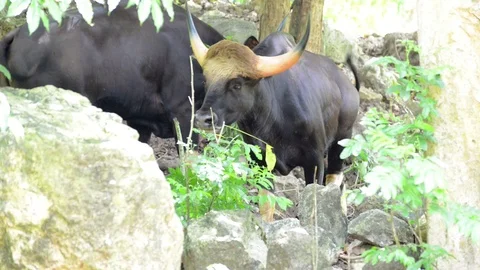 Gaur Stock-Footage 91694724