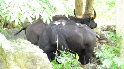 Gaur Stock-Footage 91694868