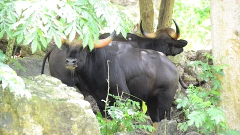 Gaur Video stock 91694903