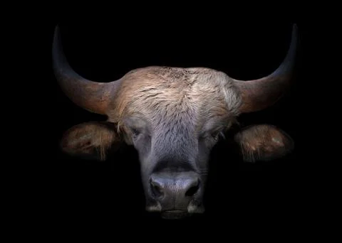 Gaur head in the dark Stock Photos