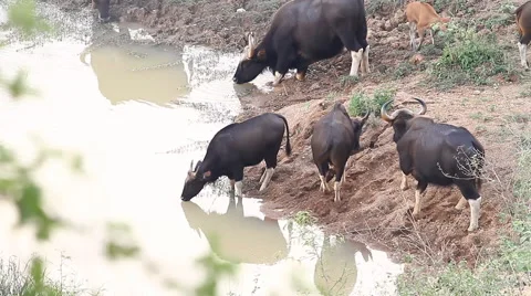 Gaur, Indian bison (Bos gaurus) and their families, eating grass in the forests Stock Footage 62986009
