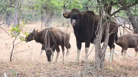 Gaur. Indian Bisons group. Gaur Eating grass and Leaf. Watching in Camera. Stock Footage 237143680