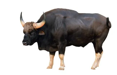 Gaur isolated Foto stock