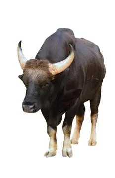 Gaur isolated Foto stock