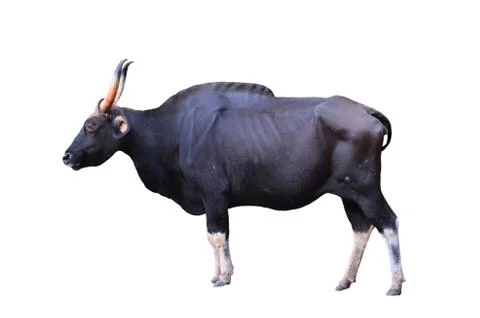 Gaur isolated Stock Photos