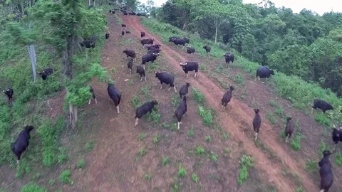 Gaur in Nature, Thailand 스톡 동영상 80762453