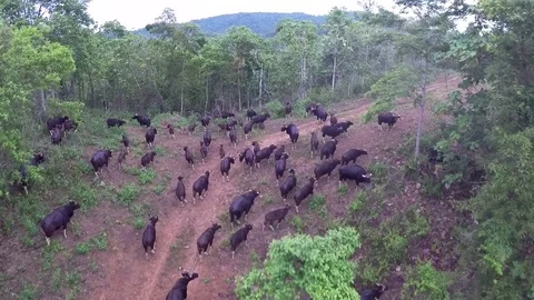 Gaur in Nature, Thailand Video stock 80762506