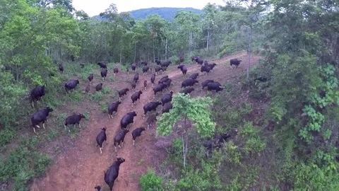 Gaur in Nature, Thailand Video stock 80762698