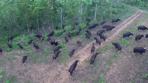 Gaur in Nature, Thailand Video stock 80762889