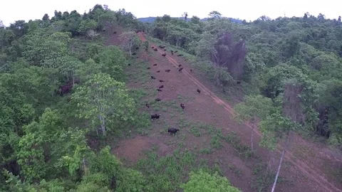 Gaur in Nature, Thailand Video stock 80762993