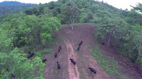 Gaur in Nature, Thailand Video stock 80763034