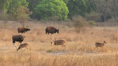 Gaur or Indian Bison bos gaurus herd a danger animal alert with deer alarm call Stock Footage