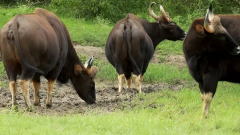Gaur or Indian bison in a field Stock Footage 201349969