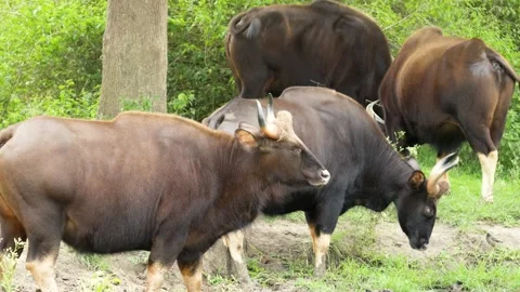 Gaur or Indian bison in a field Stock Footage 201349970