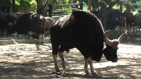 Gaur or Indian Bison Video stock 203769458