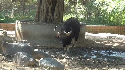 Gaur or Indian Bison Video stock 203769571