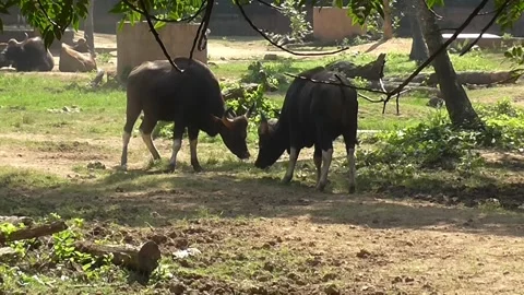 Gaur or Indian Bison lock horns Video stock 203769557