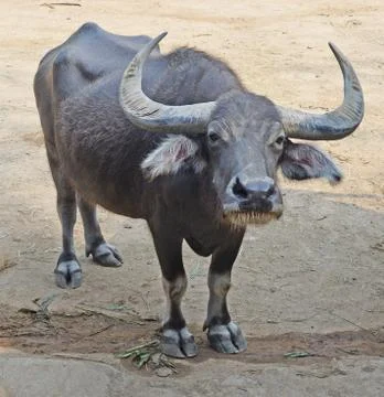 Gaur or seladaing Stock Photos
