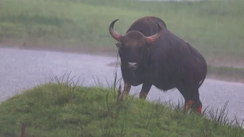 Gaur in rain 库存影片 311732215