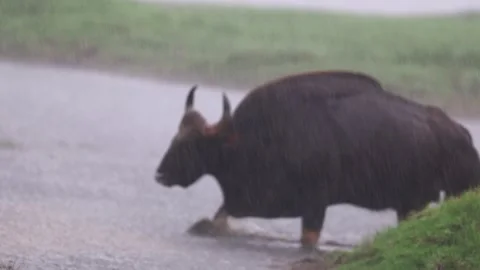Gaur in rain2 Stock Footage 311732190