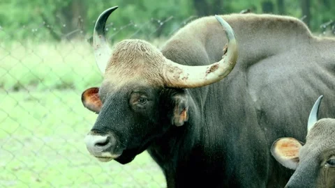 Gaur in a rainy day Stock Footage 244999562