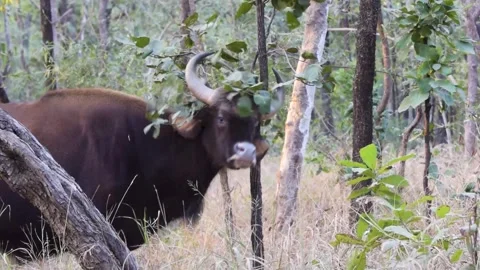 Gaur scratching its head with a tree in Pench national park Stock Footage 253402735
