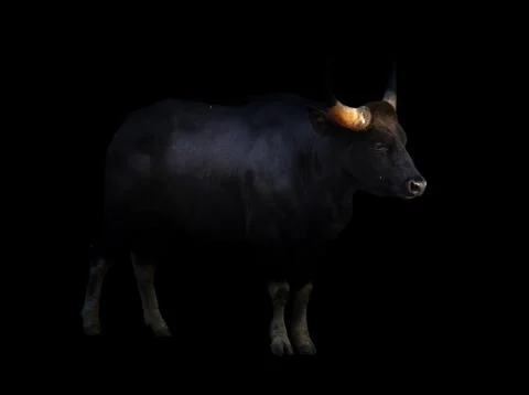 Gaur standing in the dark Stock Photos
