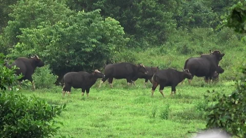 Gaur, Thailand Stock Footage 113219978