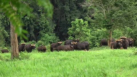 Gaur, Thailand Stock Footage 113220221