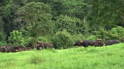 Gaur, Thailand Stock Footage 113220231