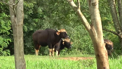 Gaur, Thailand Stock Footage 113220246