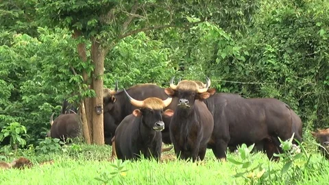 Gaur, Thailand Stock Footage 113220255