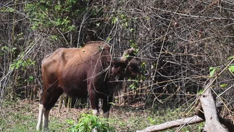 Gaur trying and snatching off leaves of a tree in Tadoba national park Stock Footage 274442585