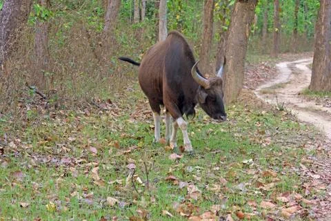 A Gaur Wandering the Forest Stockfoto's