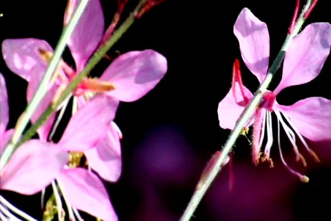Gaura Stock Footage
