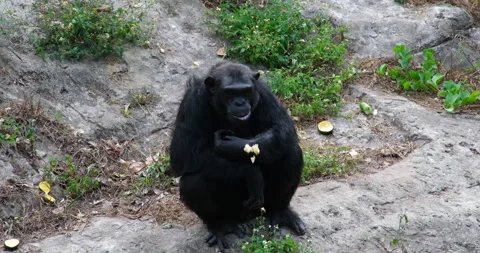Gave chews and spits out some of the food didn't like the apple. largest Stock Footage 276920060