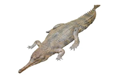 Gavial isolated Фото