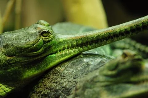 Gavial Stock Photos