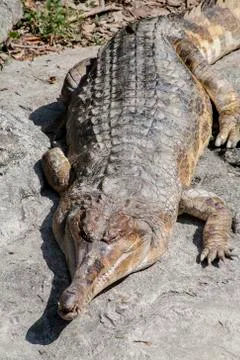 Gavial Stock Photos