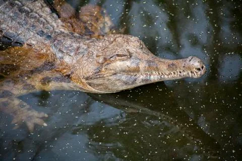 Gavial Stock Photos