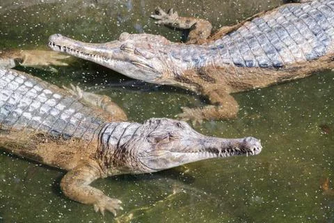 Gavial Stock Photos