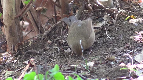 Gavichou: Pecking and Cracking Nuts in the Park's Shrubs. An Introduced Bird Stock Footage 332849123