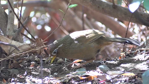 Gavichou: Pecking and Cracking Nuts in the Park's Shrubs. An Introduced Bird Stock Footage 332849198