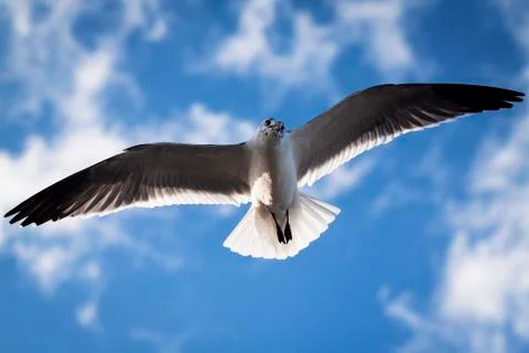 Gaviota Stock Photos
