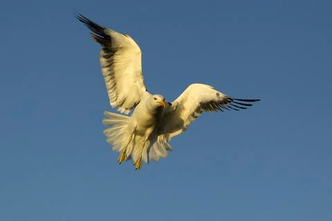 Gaviota Foto stock
