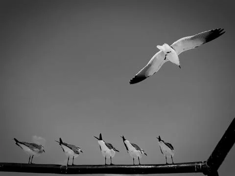 Gaviotas Foto stock