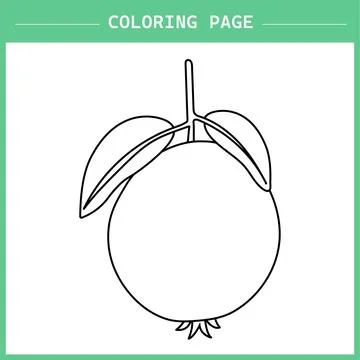 Gawafa (Guava) Coloring Page Vector イラスト素材